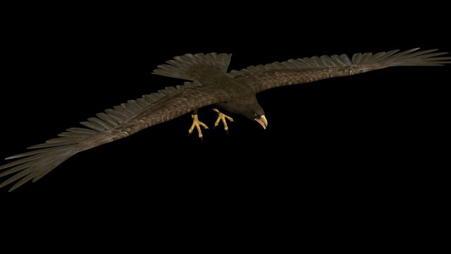 eagle Modello 3D .c4d .max .obj .3ds .fbx .stl .blend 