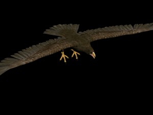 eagle Model 3D