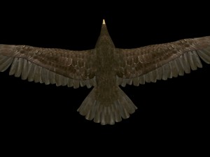 eagle Modello 3D