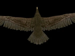 eagle 3D Model