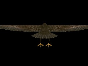 eagle Modello 3D