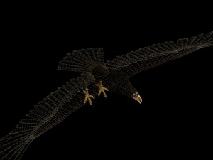 eagle Modello 3D
