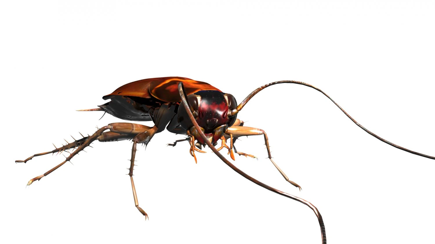 cockroach 3D Model .c4d .max .obj .3ds .fbx .stl .blend 