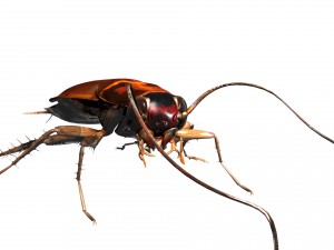 cockroach Model 3D