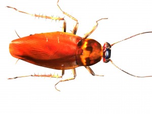 cockroach 3D मॉडल