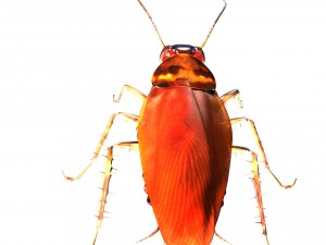 cockroach 3D मॉडल