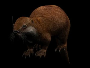 lontra Modelo 3D