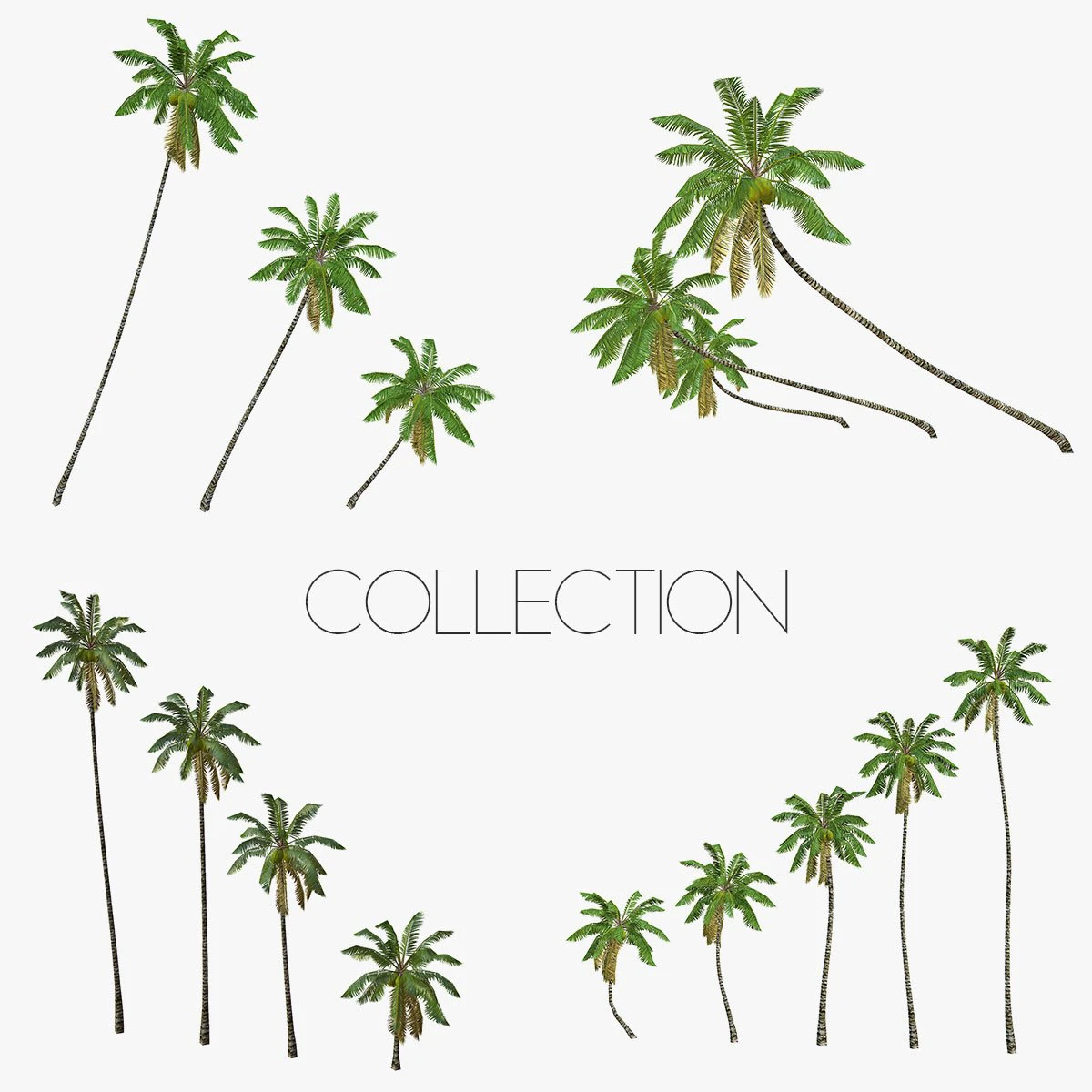 coconut palm tree collection - low poly 3D Model .c4d .max .obj .3ds .fbx .stl .blend 