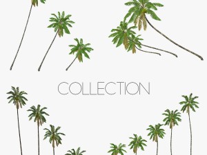 coconut palm tree collection - low poly 3D Model