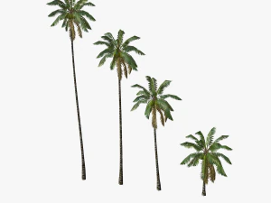 coconut palm tree collection - low poly 3D Model