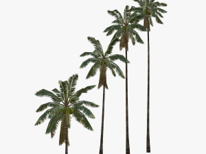 coconut palm tree collection - low poly 3Dモデル