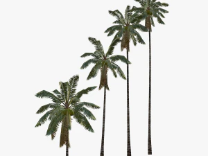 coconut palm tree collection - low poly 3D Model