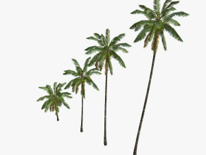 coconut palm tree collection - low poly 3D Model
