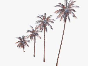 coconut palm tree collection - low poly 3D Model