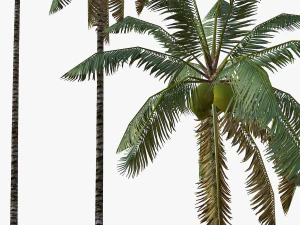 coconut palm tree collection - low poly 3D Model