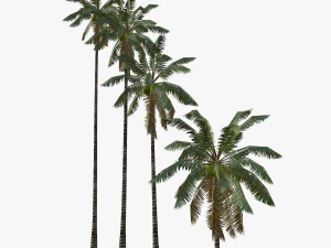 coconut palm tree collection - low poly 3D Model
