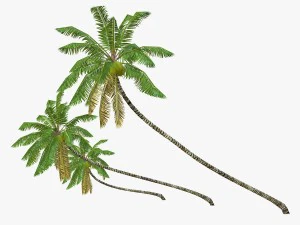 coconut palm tree collection - low poly 3D Model