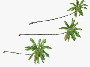 coconut palm tree collection - low poly 3Dモデル