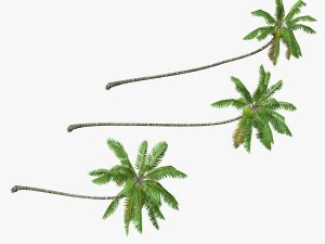 coconut palm tree collection - low poly 3D Model