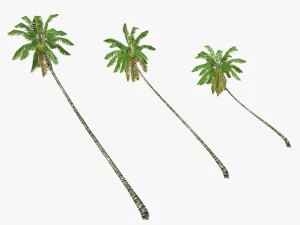 coconut palm tree collection - low poly 3D Model