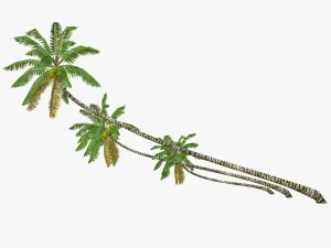 coconut palm tree collection - low poly 3D Model