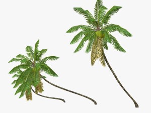 coconut palm tree collection - low poly 3Dモデル