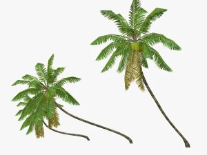 coconut palm tree collection - low poly 3D Model