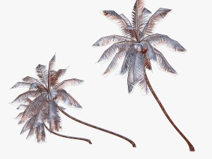 coconut palm tree collection - low poly 3Dモデル