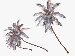 coconut palm tree collection - low poly 3D Model