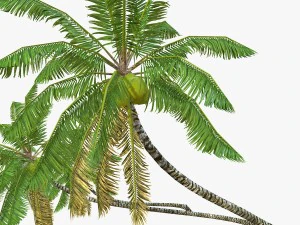 coconut palm tree collection - low poly 3D Model