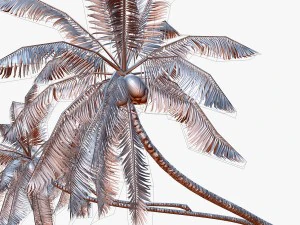 coconut palm tree collection - low poly 3D Model