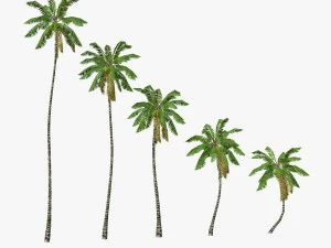 coconut palm tree collection - low poly 3D Model
