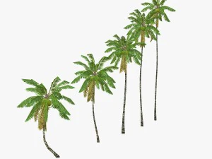 coconut palm tree collection - low poly 3D Model