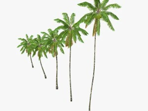 coconut palm tree collection - low poly 3D Model