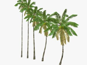 coconut palm tree collection - low poly 3D Model