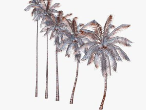 coconut palm tree collection - low poly 3D Model