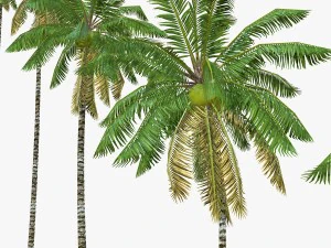 coconut palm tree collection - low poly 3D Model