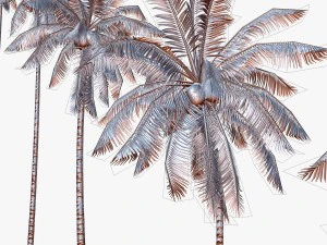 coconut palm tree collection - low poly 3D Model
