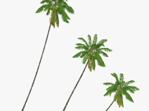 coconut palm tree collection - low poly 3D Model