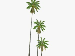 coconut palm tree collection - low poly 3D Model