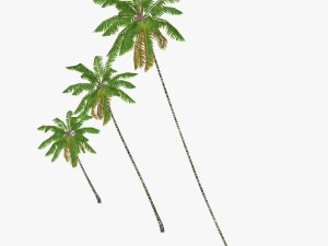 coconut palm tree collection - low poly 3Dモデル