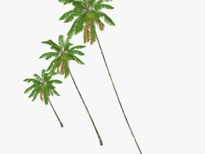 coconut palm tree collection - low poly 3D Model