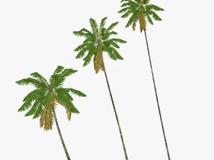 coconut palm tree collection - low poly 3D Model
