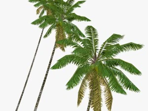 coconut palm tree collection - low poly 3D Model