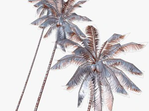 coconut palm tree collection - low poly 3D Model