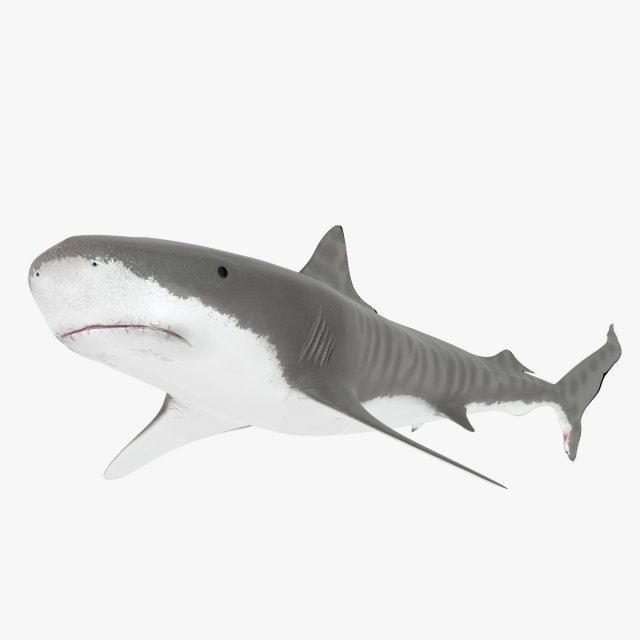tiger shark Model 3D .c4d .max .obj .3ds .fbx .stl .blend 