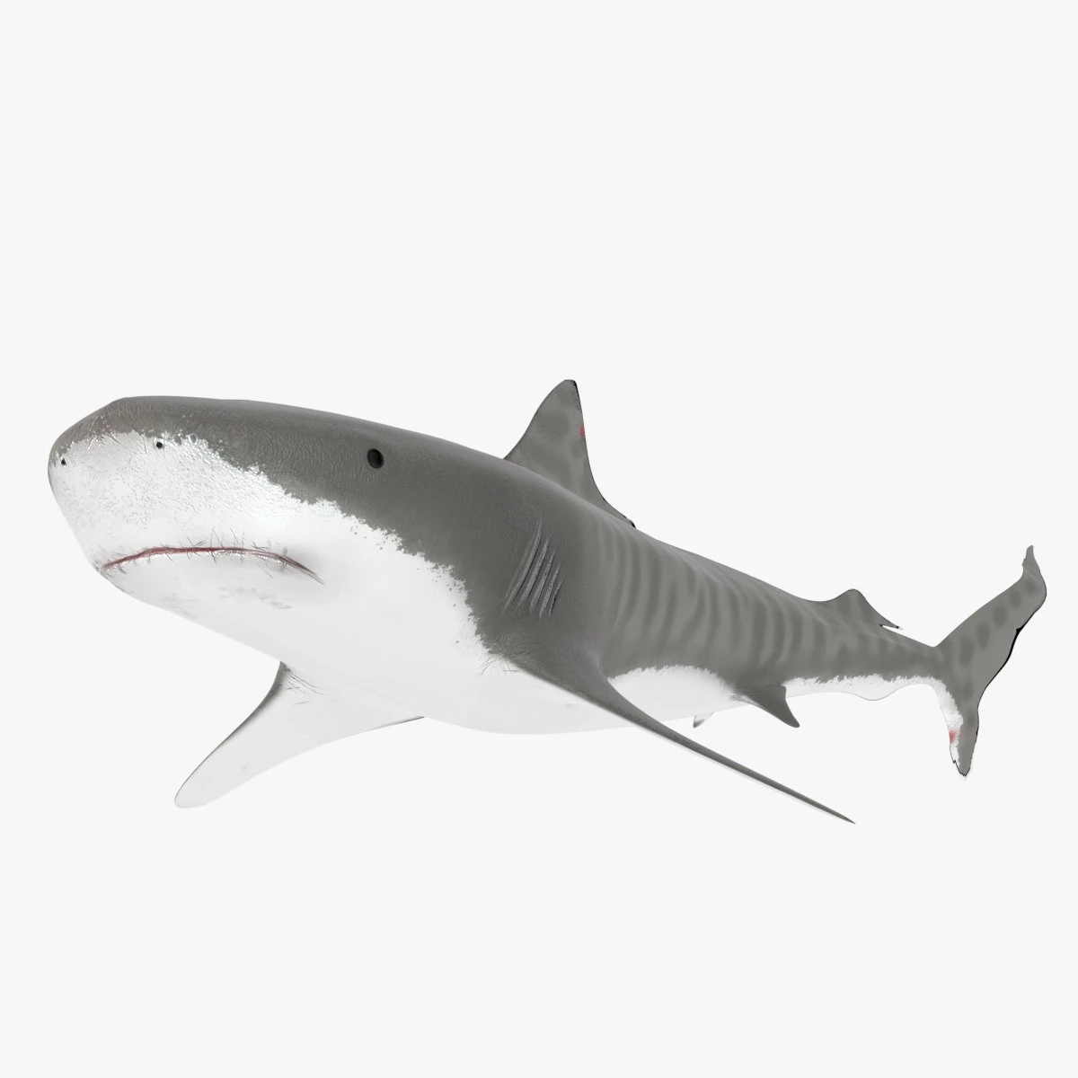 tiger shark 3D Model .c4d .max .obj .3ds .fbx .stl .blend 