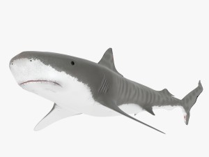 tiger shark 3D Models