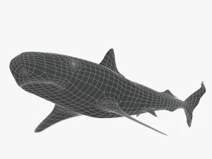 tiger shark 3D Model