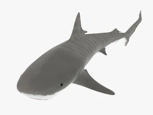tiger shark 3D Model